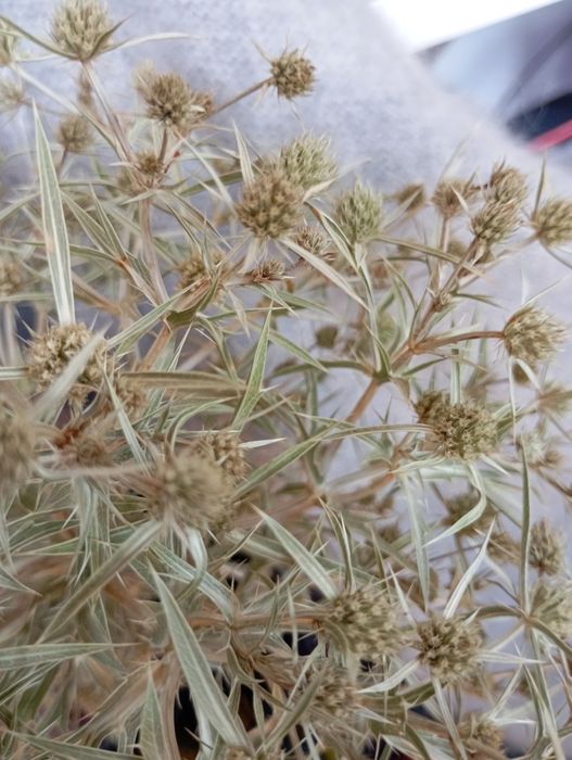 продавам билката Ветрогон