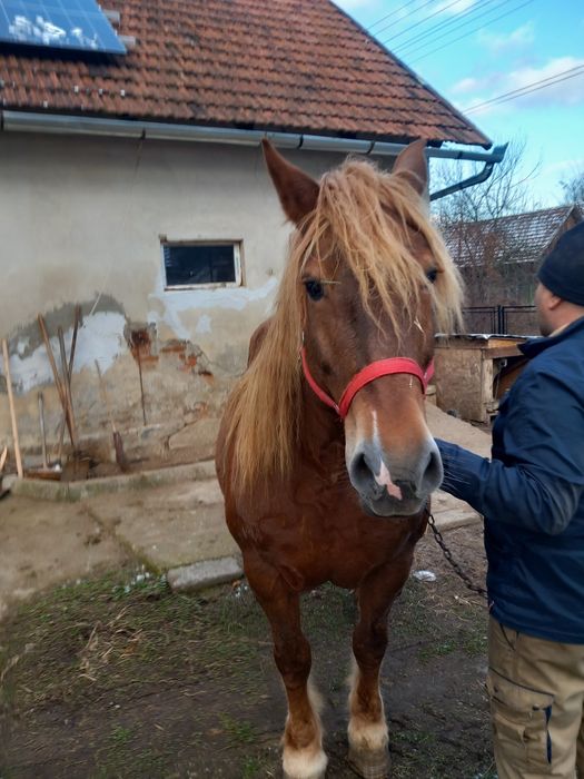 Iapa cu manz de vânzare