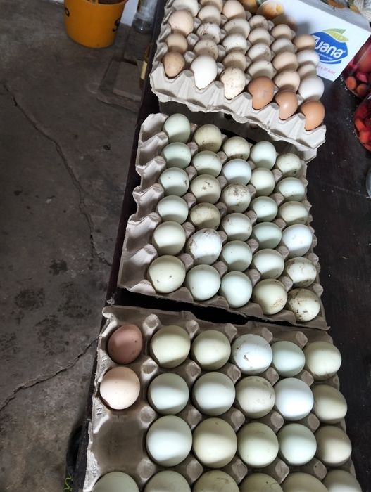 Vând ouo verzi fără colesterol