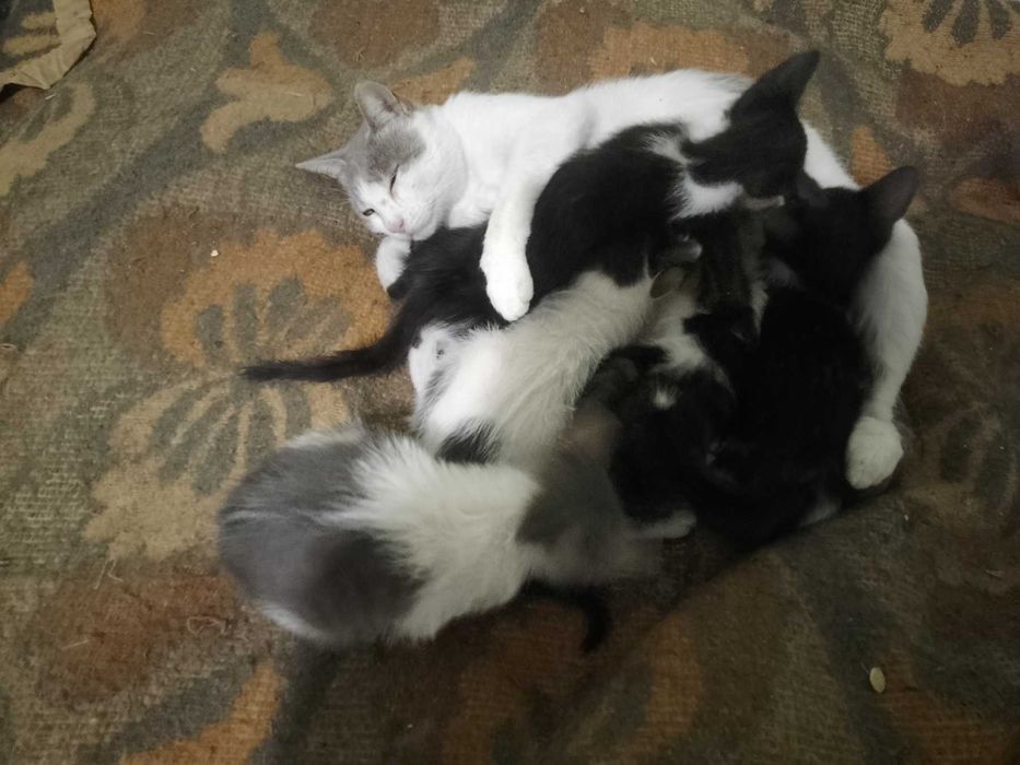 Подарявам котенца