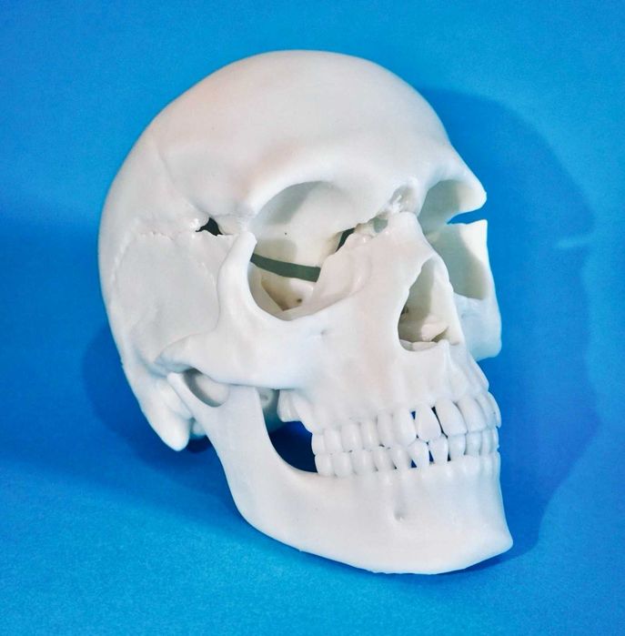 SPLIT SKULL - CRANIU CU CALOTĂ DETAȘABILĂ - SCOP EDUCAȚIONAL