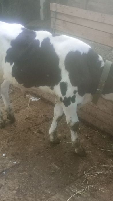 Vând vițel taure în vârstă de 3luni în județul Olt Potcoava relații la telefon
