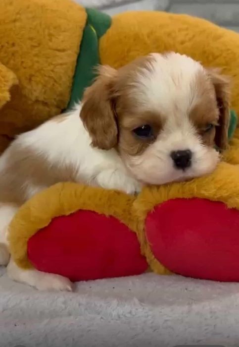 Кавалер Кинг Чарльз Спаниель