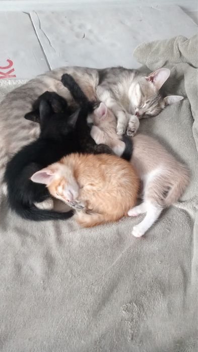 Отдам котят в добрые руки