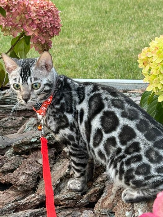 Серебряные бенгальские- котята , Коты и Кошечки