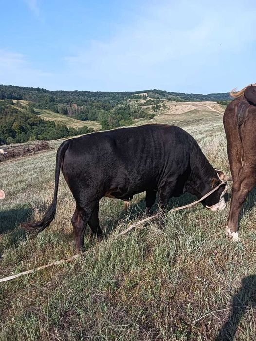 Se vinde taur in vârstă de un an și opt luni!