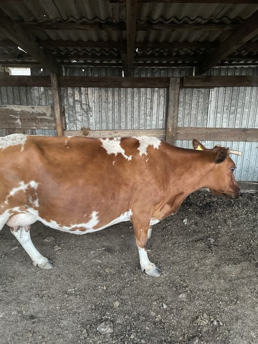 Продам 6 голов крс