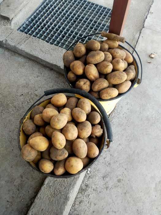 Картофель в вёдрах
