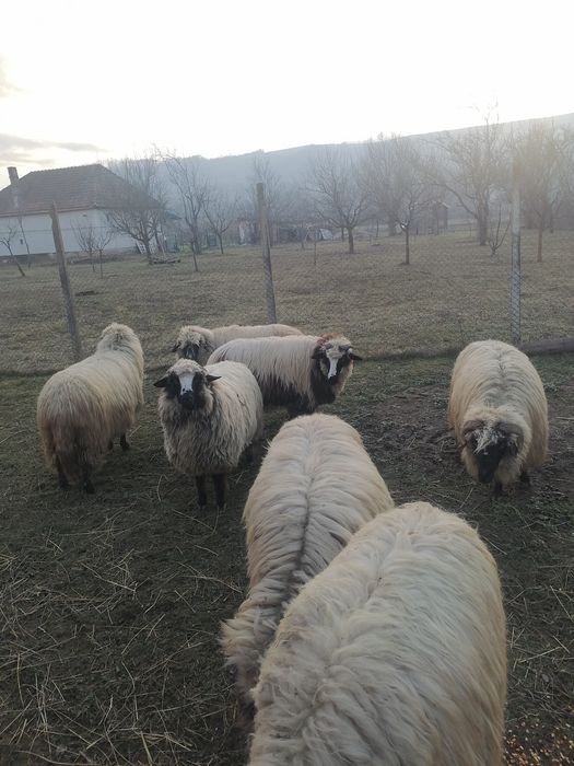 Vând oi Turcană.