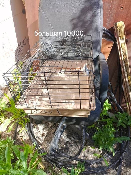 Морские свинки и клетки