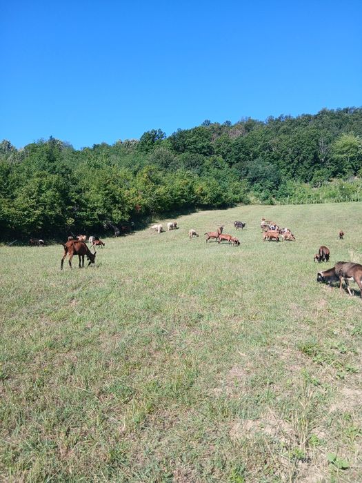 Vând sau schimb țapi alpină franceză