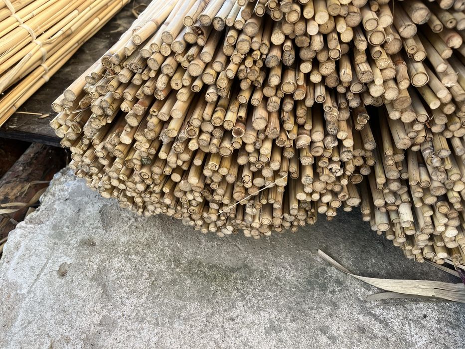 Декоративный камыш