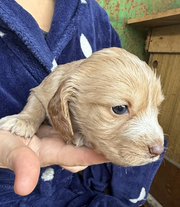 Продам русских спаниель