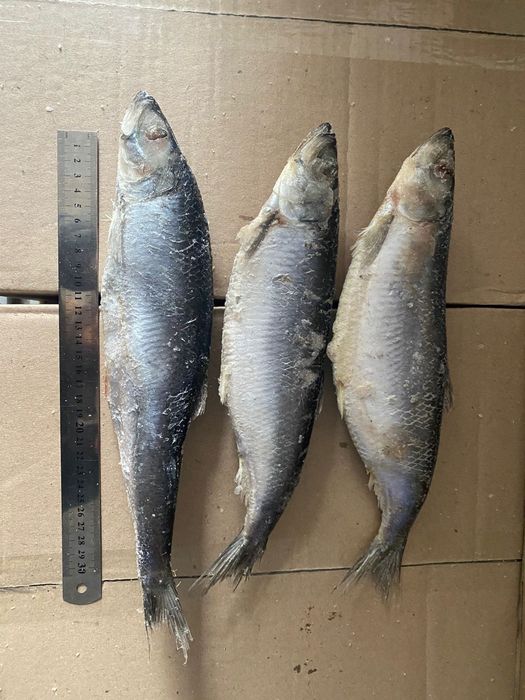 Рыба, балык.Сельдь свежемороженая