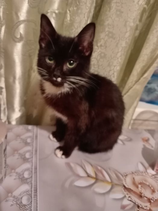 Отдам даром котят