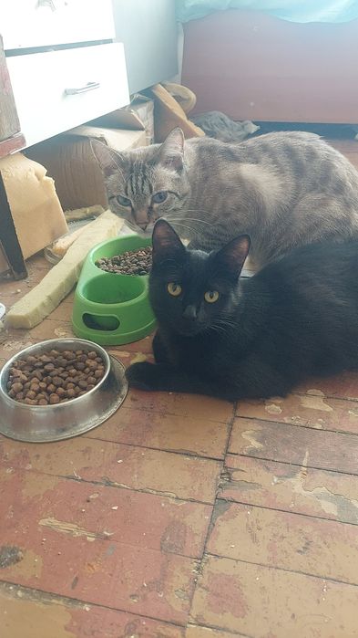 Кошка ищет семью и дом