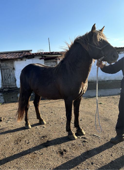 Полутяж айғыр сатылады
