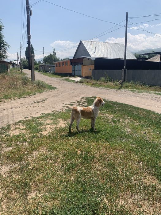 Продам шенка алабай девочка