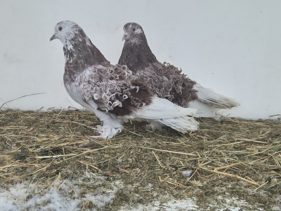 Vând porumbei creti