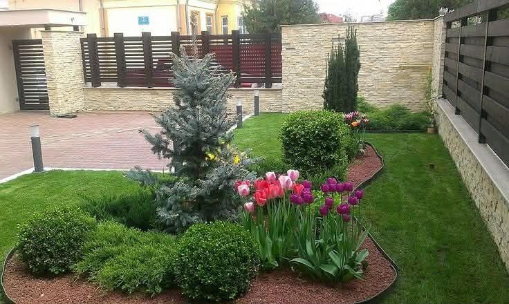 Plante ornamentale premium