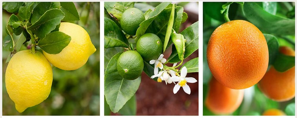 Lamai De Gradina (Rezistent la Ger)