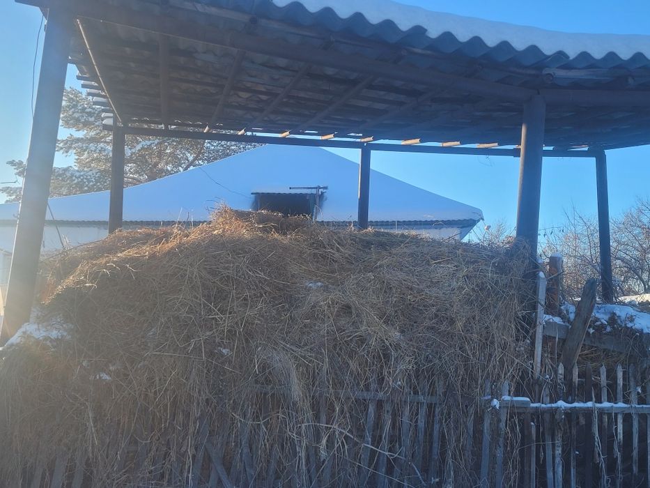 Жоңышқа шөп сату