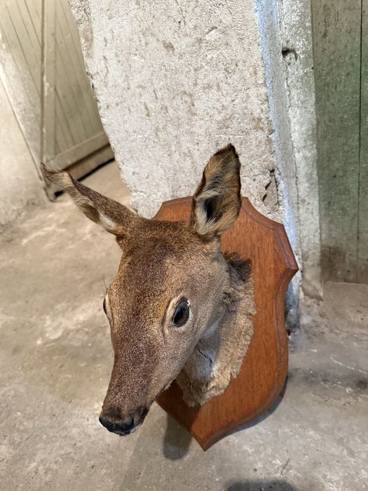 Продавам препарирана сърна