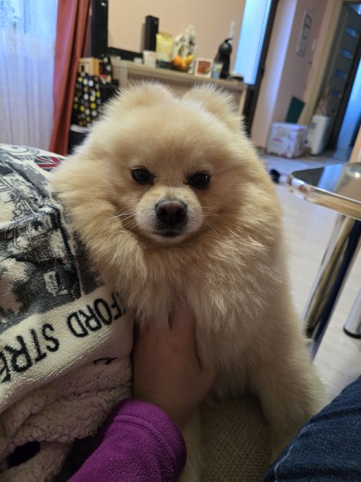 Donez Pomeranian