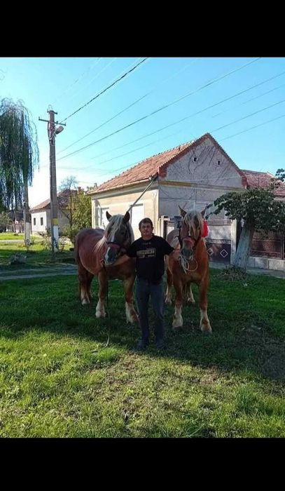 Caii buni de vânzare