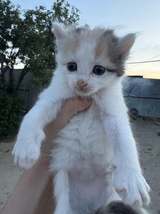 Отдам бесплатно