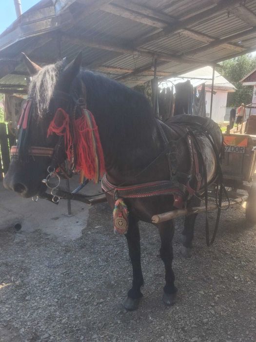 Vand iapa de 9 ani si manza de 1.4 luni.