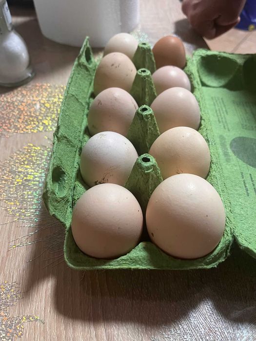 Oua proaspete de găini