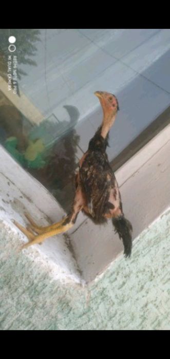 Дакан қораз баитсовыи