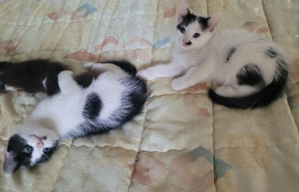Подарявам котенца