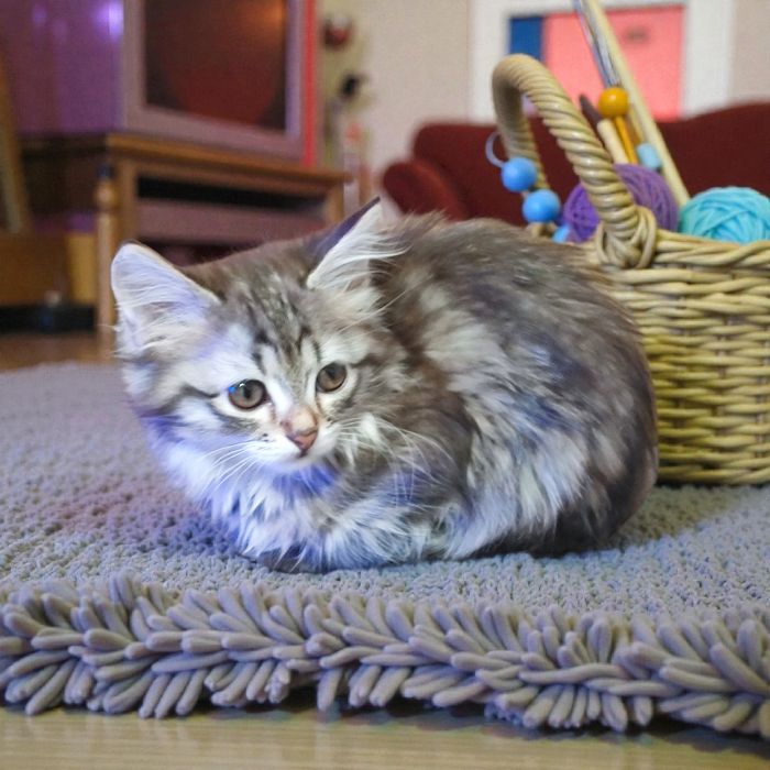 Котята БЕСПЛАТНО в добрые руки