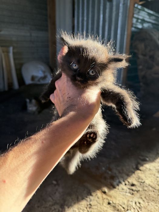 Отдам в добрые руки котята