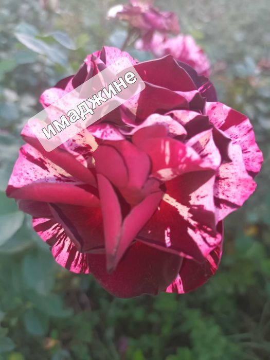 Рози на гол корен