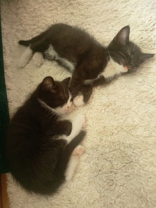 Отдам в добрые руки котят