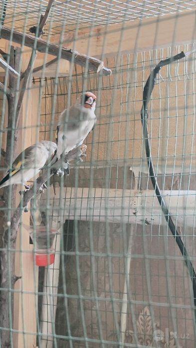 Sava qush sotiladi