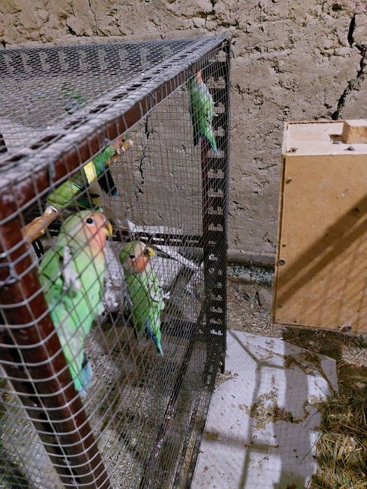 Nerazlushkalar sotiladi