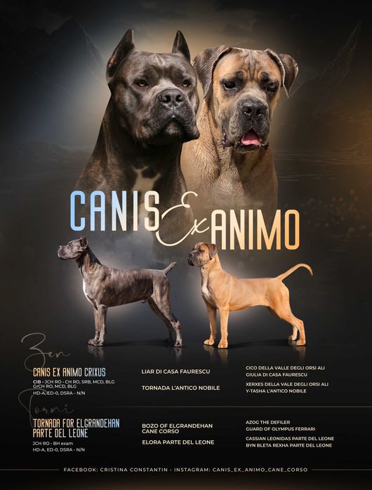 Pui Cane Corso- Pedigree FCI