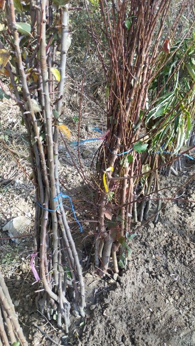 Овощни дръвчета-перфектно качество