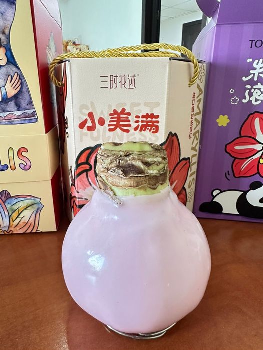 Амариллис в воске/ луковицы Амариллиса