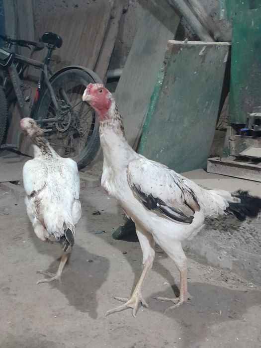 Тухумда 1тулак тоза нарса