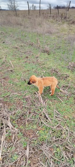 Подарявам кучета