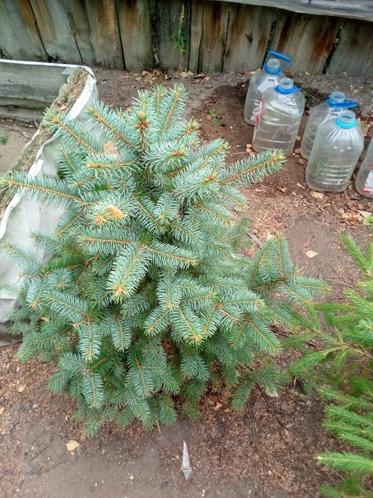 Саженцы лесодекоротивные