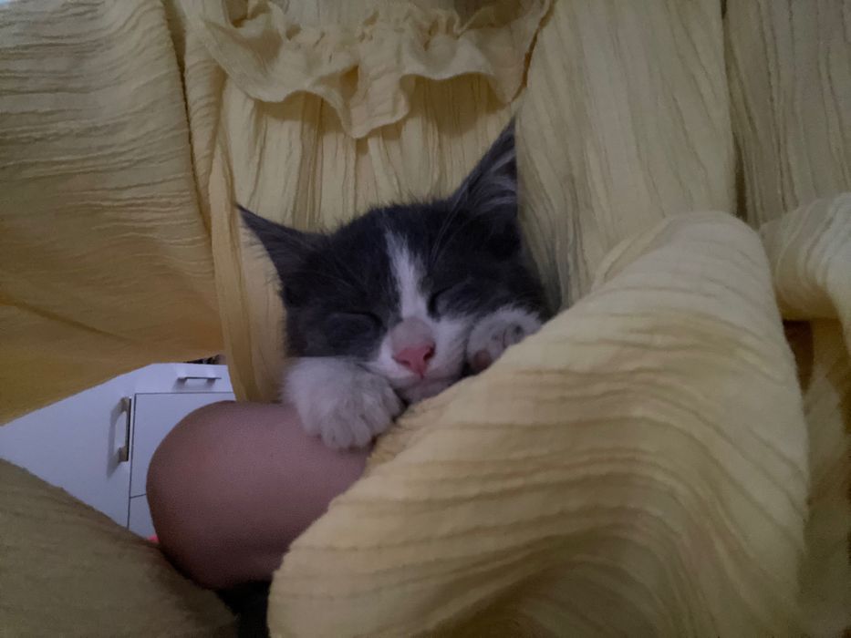 Котенок бесплатно