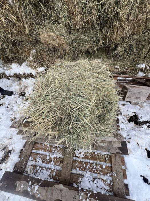 Продается  Сено  с клевером (беде) аралас