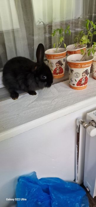 Iepuras pitici  cap leu