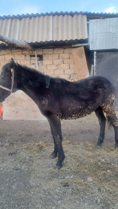 Баитал сатлады срочна